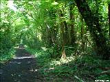 San Patricio Forest - GUAYNABO